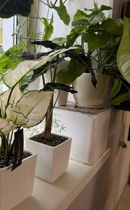 Акклиматизация комнатных растений 🌿📝