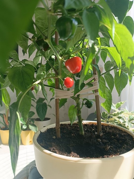 Домашний огород. ✅ПЕРЕЦ СЛАДКИЙ.