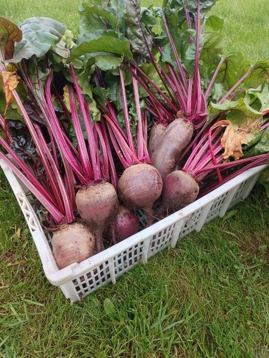 📌Обзор сортов и гибридов. СВЁКЛА.