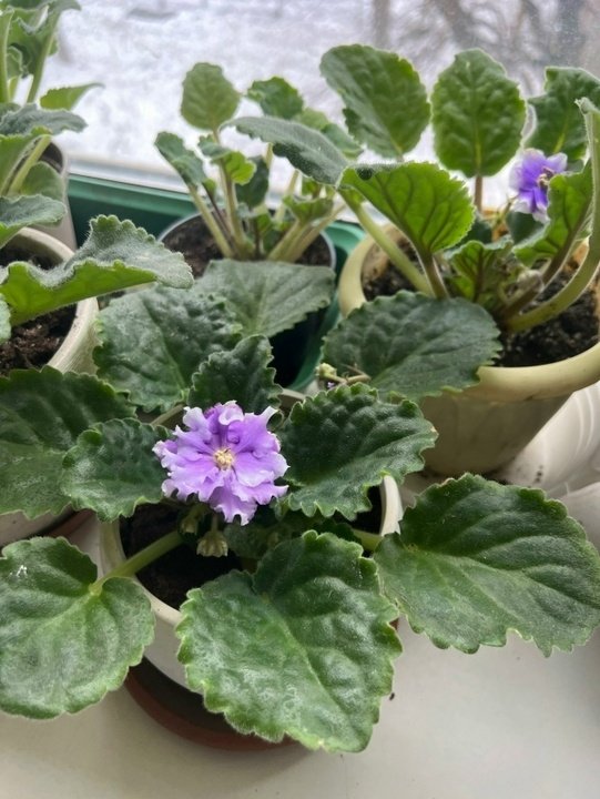 🦟ПОЧВЕННЫЕ КОМАРИКИ.