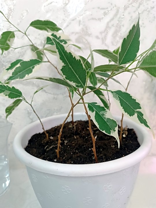 📌ПЛЕТЕНИЕ ФИКУСА.