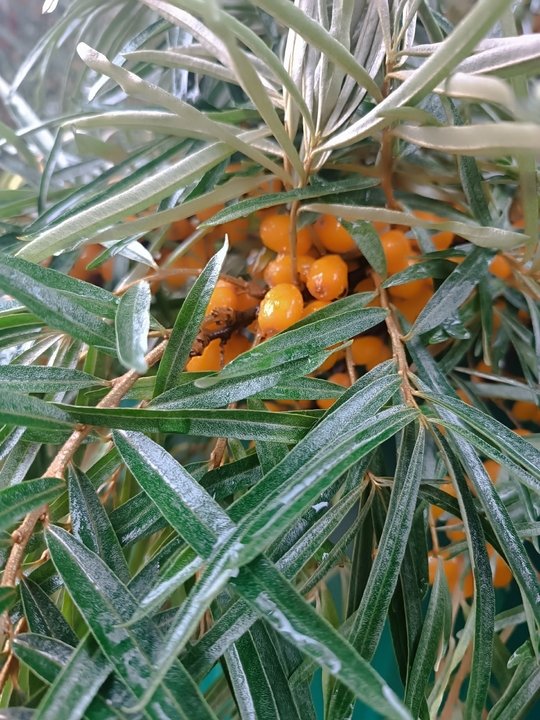 О ПОЛЬЗЕ ОБЛЕПИХИ🧡