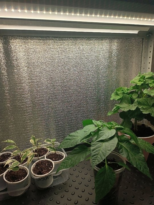 💡🌱ФИТОЛАМПЫ.