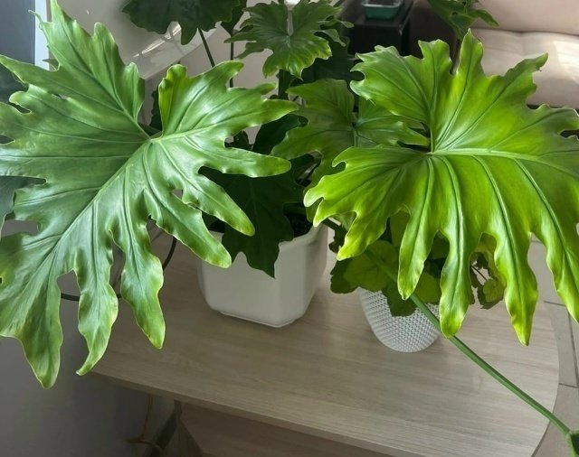 🌿ТОП-5 растений для северного окна