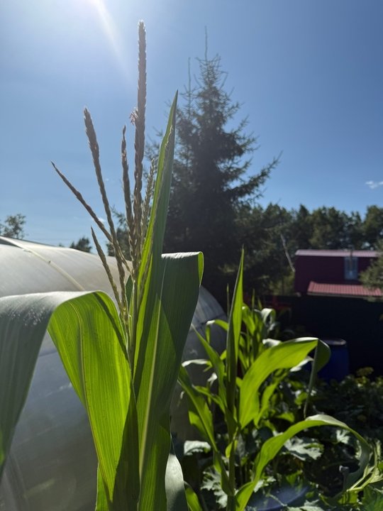 📌РАСТЕНИЯ КОРОТКОГО И ДЛИННОГО СВЕТОВОГО ДНЯ.