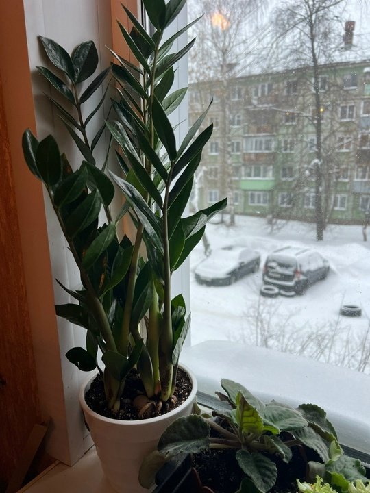 📌ЗАМИОКУЛЬКАС ЖЕЛТЕЕТ? Топ 5 основных причин📝