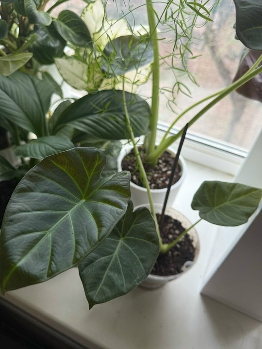 📌ТРИПСЫ НА КОМНАТНЫХ РАСТЕНИЯХ.