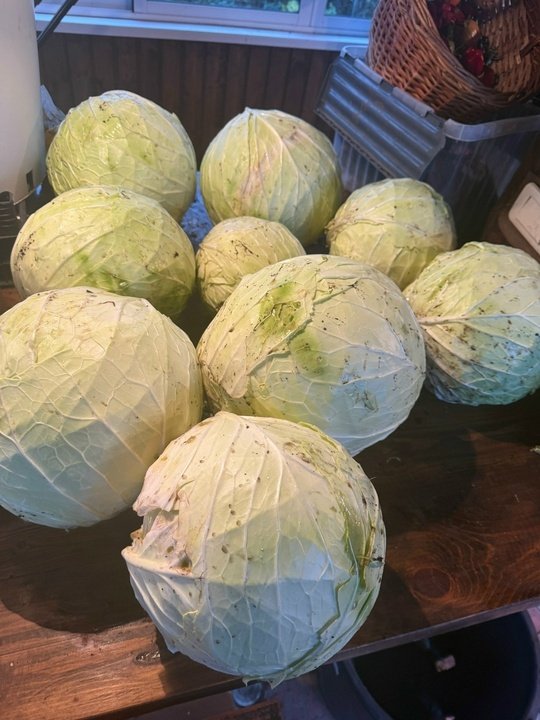 📝Капуста белокочанная Способы хранения👍