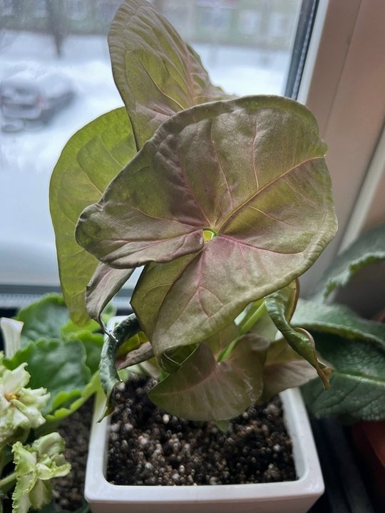 ✅Сингониум.