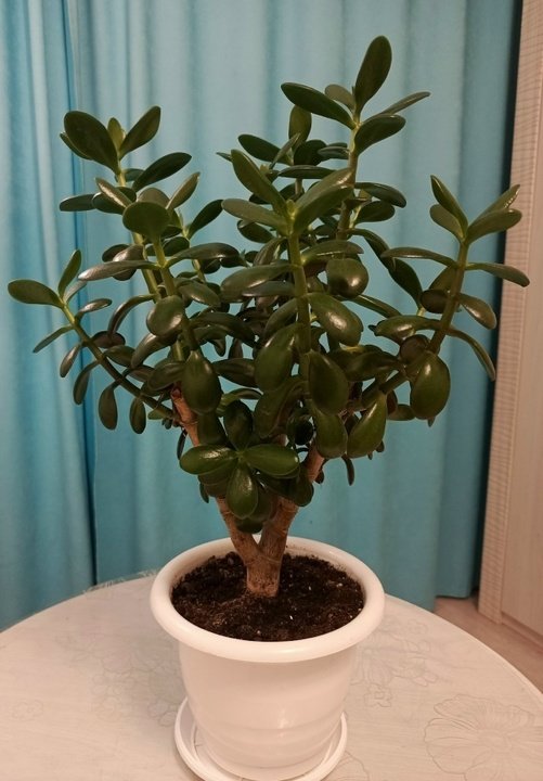 💚РАСТЕНИЯ ДЛЯ СПАЛЬНИ.