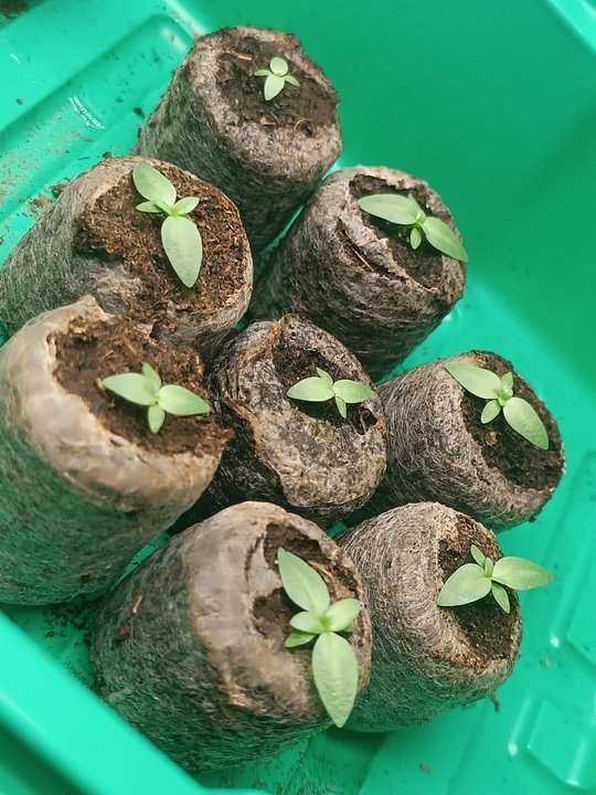 💜ЭУСТОМА Посев на рассаду.