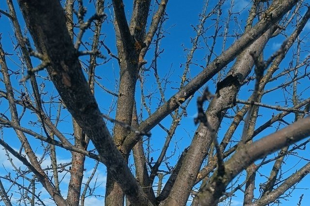 УКРЫТИЕ ПЛОДОВЫХ📌❄