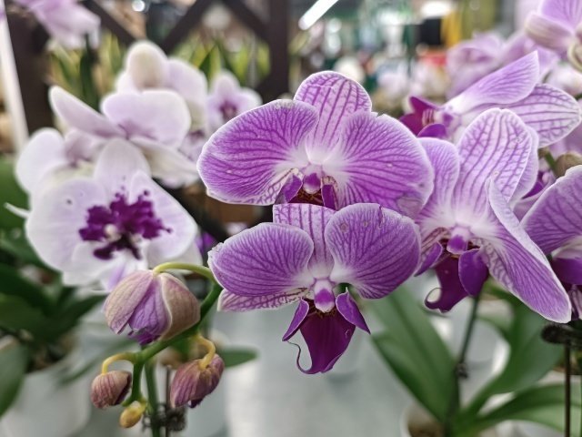 🌸Почему не цветет орхидея?