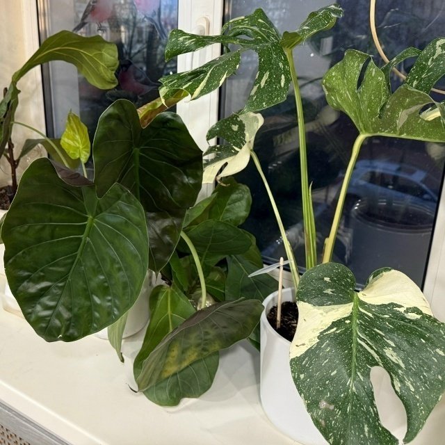 🌿 Комнатные растения. Щитовка.