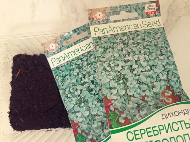 ✅ДИХОНДРА ИЗ СЕМЯН.