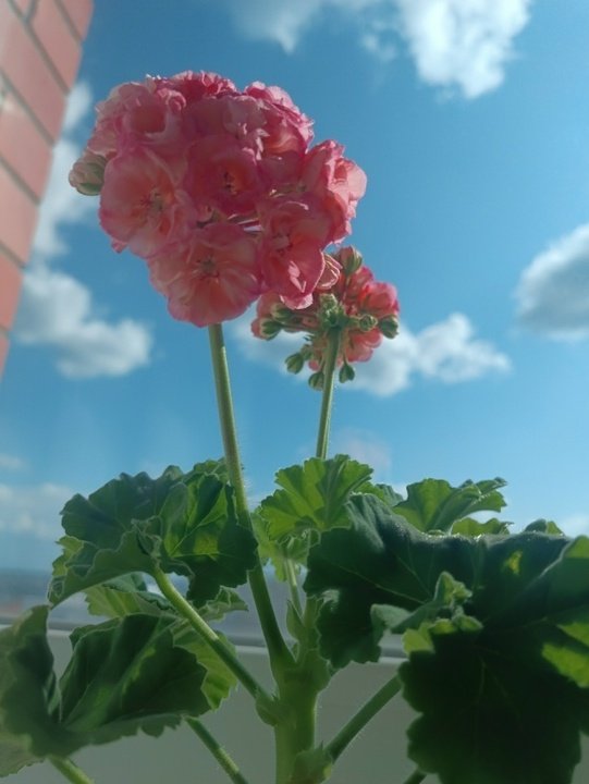 💕ПЕЛАРГОНИЯ ИЗ СЕМЯН.