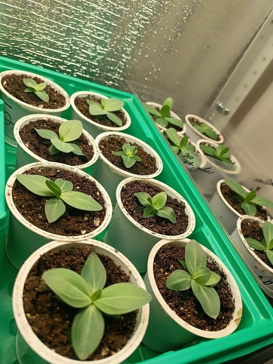 ЦВЕТЫ ДЛЯ ПОСЕВА В ДЕКАБРЕ🌺