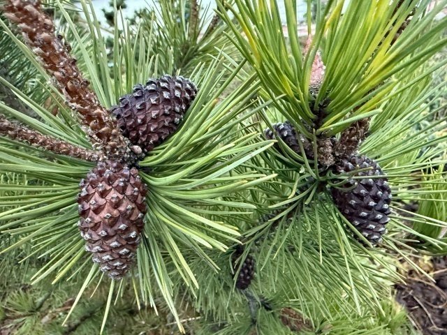 📌ПРАВИЛА СЕВООБОРОТА.