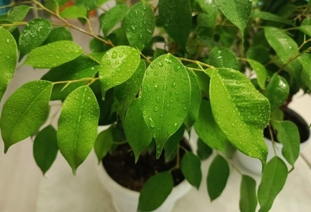 ДУШ ДЛЯ КОМНАТНЫХ РАСТЕНИЙ🤗💦