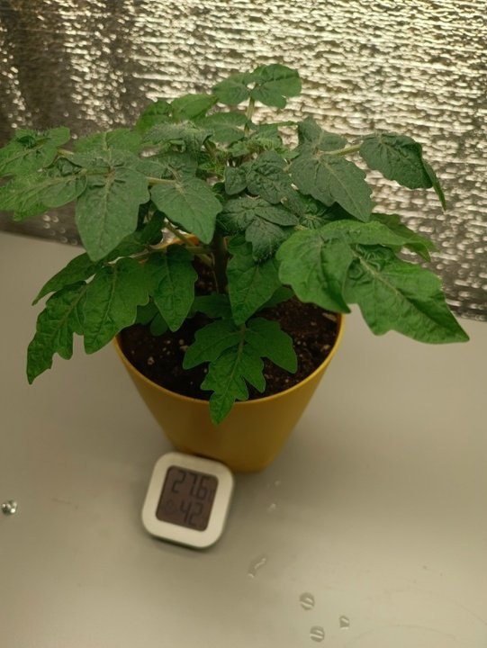 📌Обзор сортов и гибридов. ТОМАТЫ ДЛЯ ДОМАШНЕГО ОГОРОДА🌿🍅