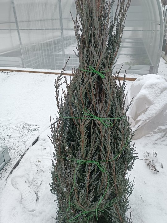 УКРЫТИЕ МНОГОЛЕТНИХ РАСТЕНИЙ НА ЗИМУ❄