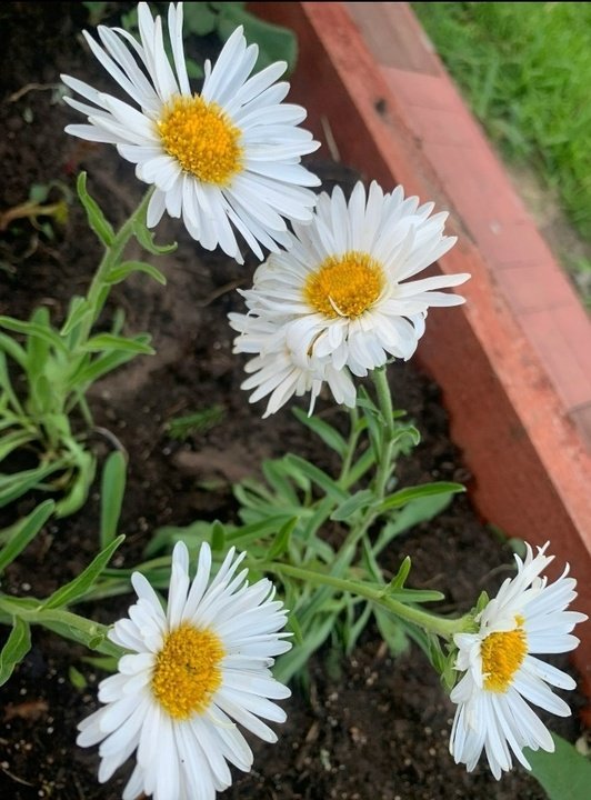 🌺 ЦВЕТЫ ДЛЯ ПОДЗИМНЕГО ПОСЕВА