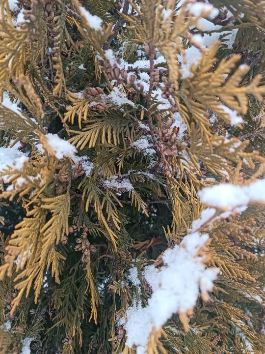 ЗИМНЕЕ ЧЕРЕНКОВАНИЕ ХВОЙНЫХ РАСТЕНИЙ👍