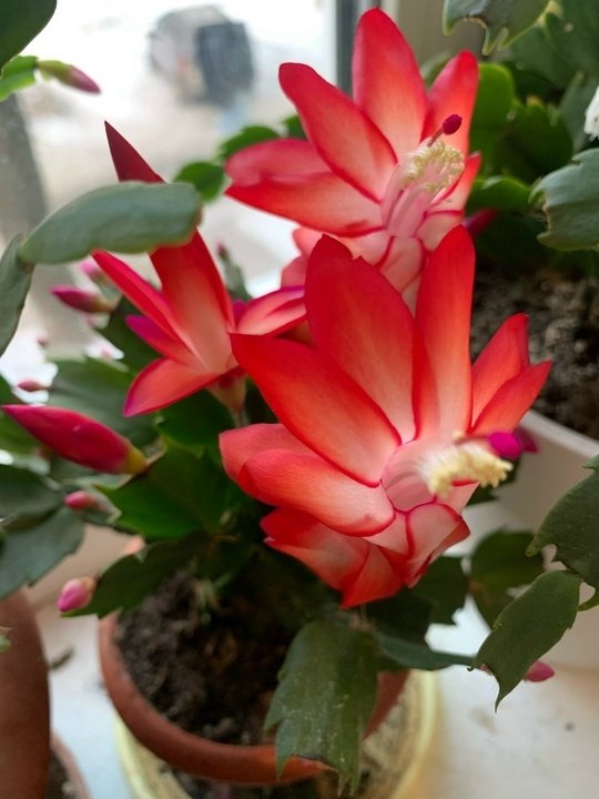 ДЕКАБРИСТ✅