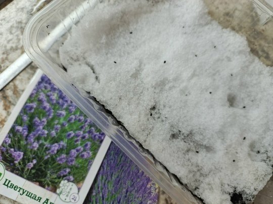 ❄ЧТО ПОСЕЯТЬ ПО СНЕГУ?