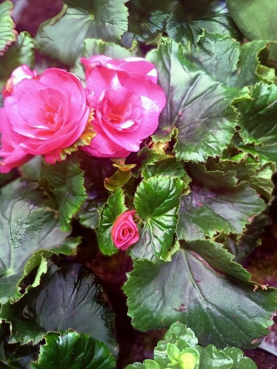 БЕГОНИЯ КЛУБНЕВАЯ🌺