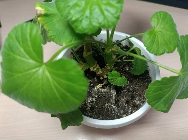 📌БЕЛЫЙ НАЛЕТ В ЦВЕТОЧНЫХ КАШПО.