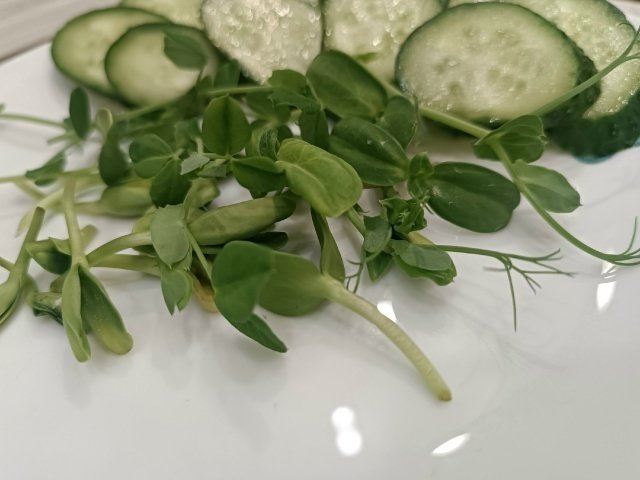 МИКРОЗЕЛЕНЬ ГОРОХА🌱