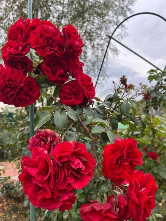 📝ДЕФИЦИТ МАКРОЭЛЕМЕНТОВ.