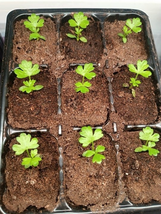 СЕЛЬДЕРЕЙ ЧЕРЕШКОВЫЙ🌿 Тонкости посева