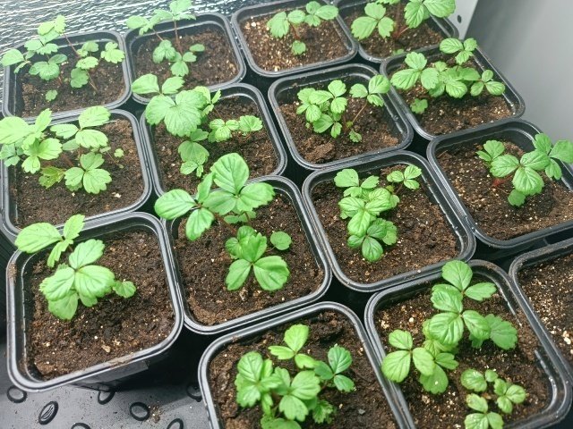 🍓 Пикировка земляники.