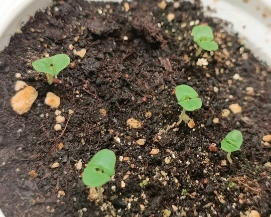 ЛАВАНДА💜 Посев без стратификации.