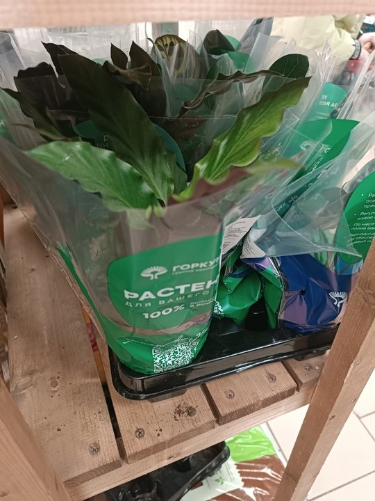 📌РАСТЕНИЕ ИЗ МАГАЗИНА.