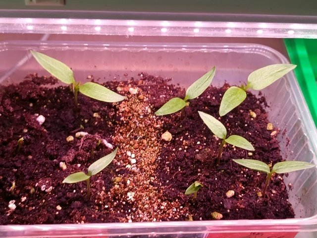 СРОКИ ПОСЕВА ОВОЩНЫХ КУЛЬТУР📝🌱