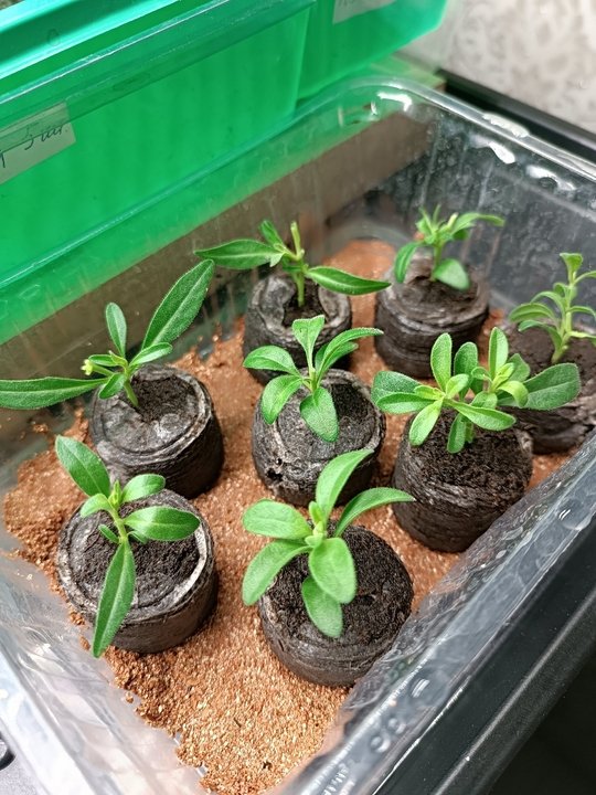 ОБЩИЕ ПРАВИЛА ЧЕРЕНКОВАНИЯ🌿