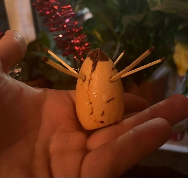 🥑Авокадо. Выращивание из косточки.