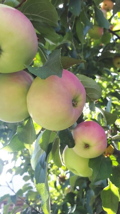 Топ 5 сортов яблонь для Кировской области