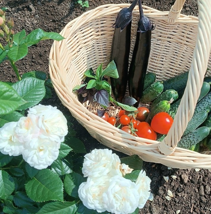 📝Обзор сортов и гибридов. 🍆БАКЛАЖАНЫ.