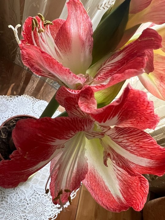 ГИППЕАСТРУМ🌸 Нюансы выращивания.