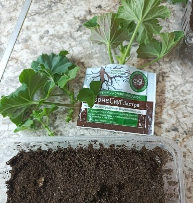 ПЕЛАРГОНИЯ🌺 Почему загнивают черенки?