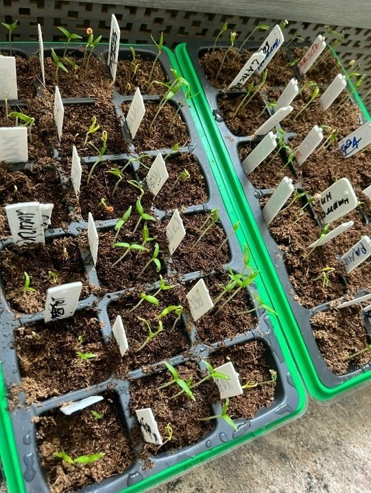 ЧТО ПОСЕЯТЬ В МАРТЕ? Овощи🍆🍅