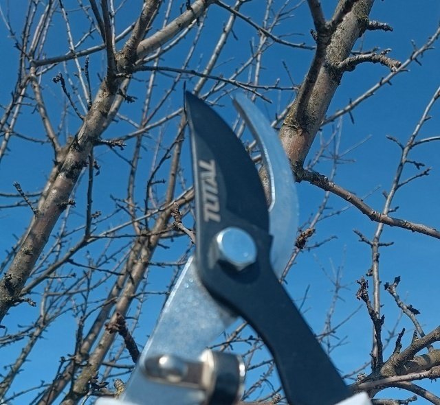 Весенняя обрезка плодового сада⛅✂