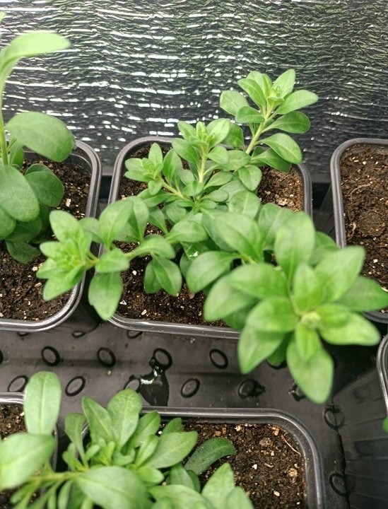 КАЛИБРАХОА🌺