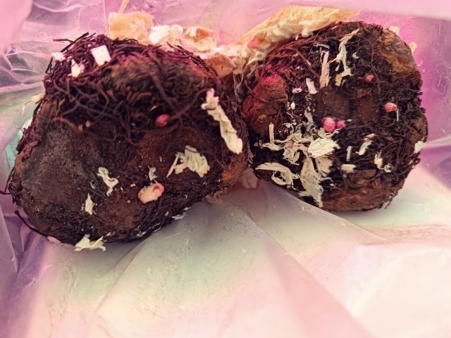 БЕГОНИЯ🌺 Проращивание клубней.