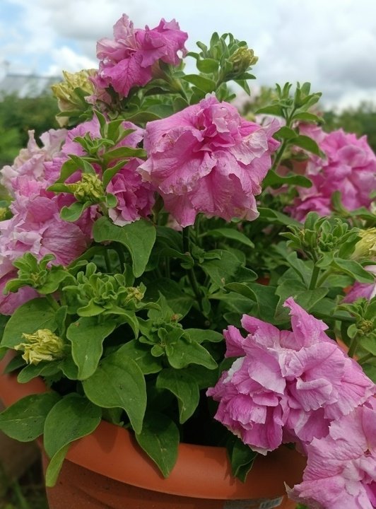 ПЕТУНИЯ КУСТОВАЯ🌺