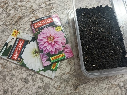 ЦИНИЯ🌸 Посев на рассаду.